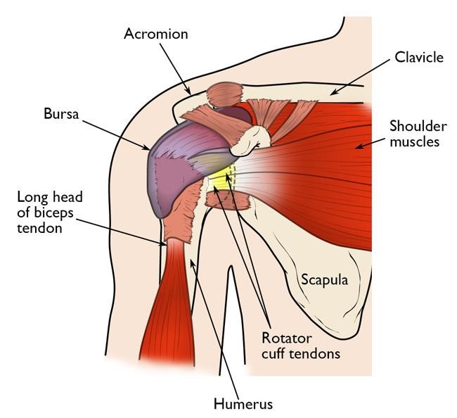 Shoulder Impingement Modern Orthopaedics of New Jersey